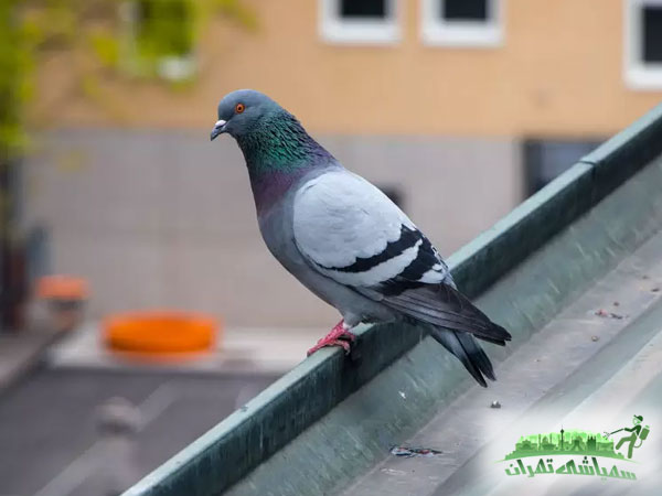 سمپاشی کنه تهران