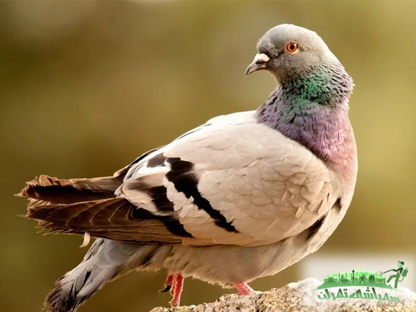 سمپاشی کنه کبوتر